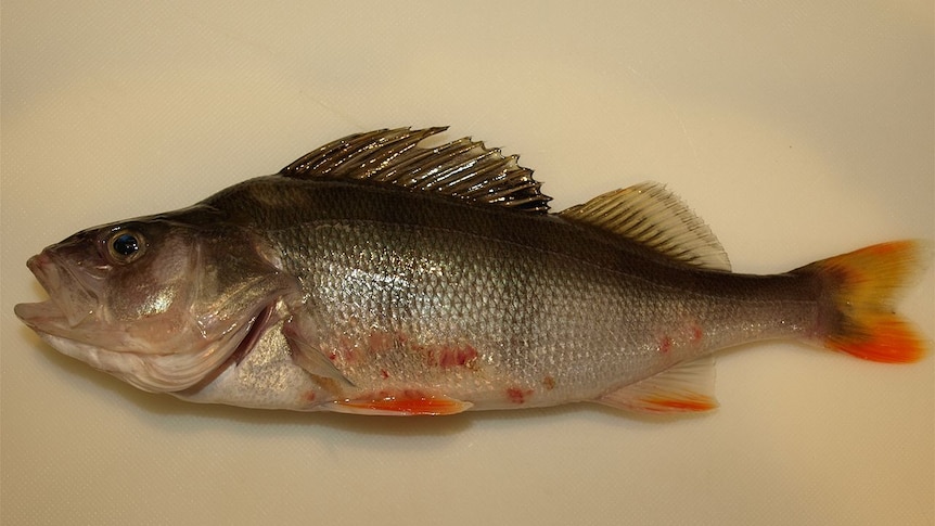 Red Fin with skin lesions
