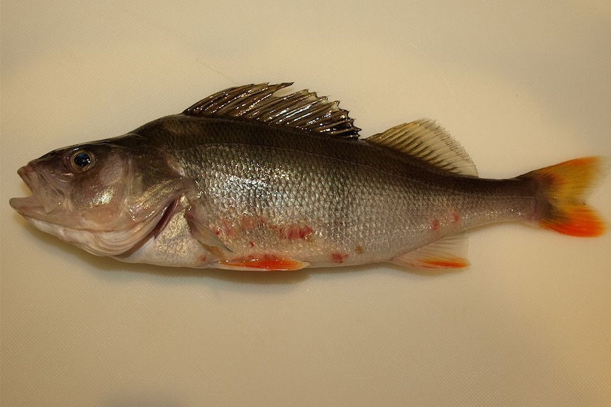 Red fin with skin lesions