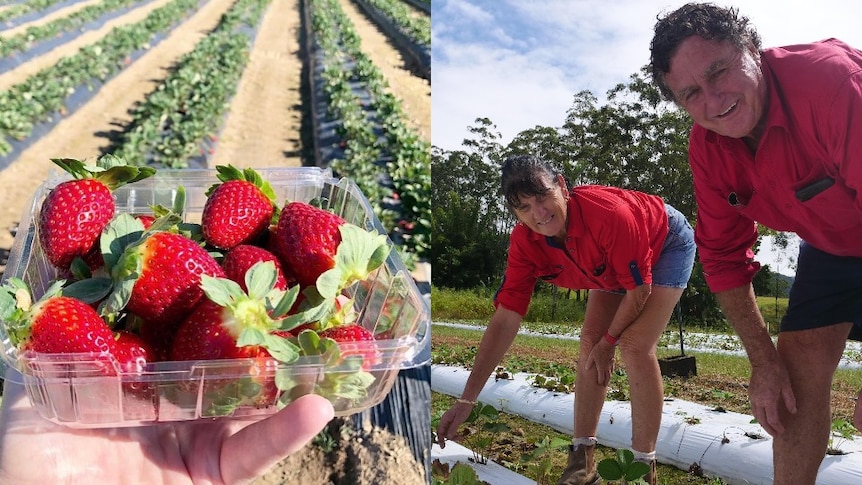 A punnet of ripe red strawberries, and an older couple bent over plants in a strawberry field, smiling.
