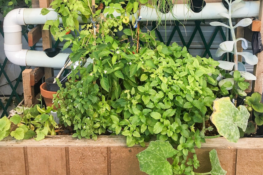 aquaponics system with growing leafy green vegetables