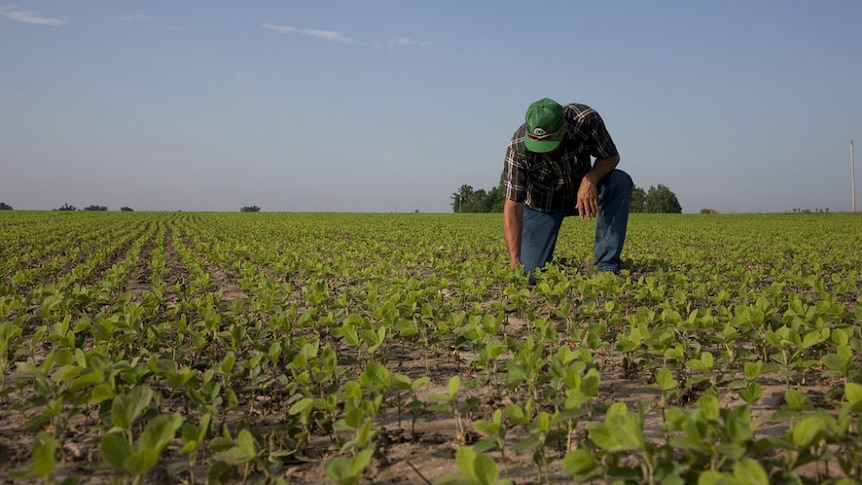 a farmers kneels in a field full of very small soybean shoots