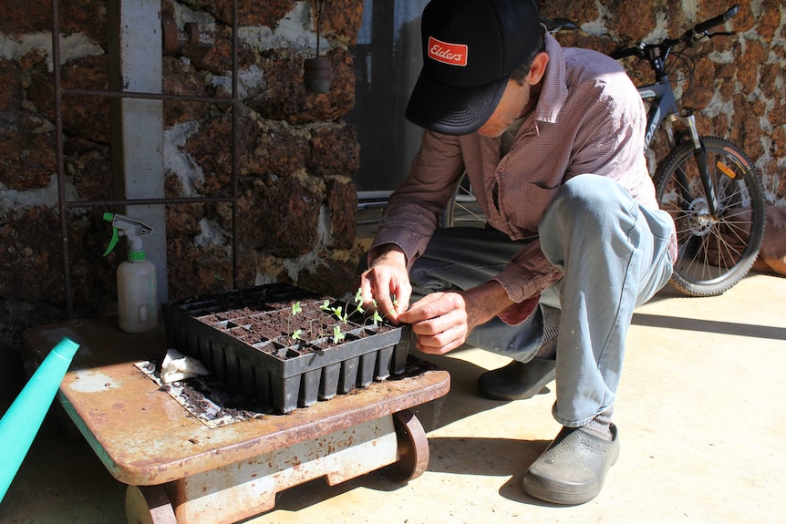 Richard Davy squats in front of unplanted hemp plants.