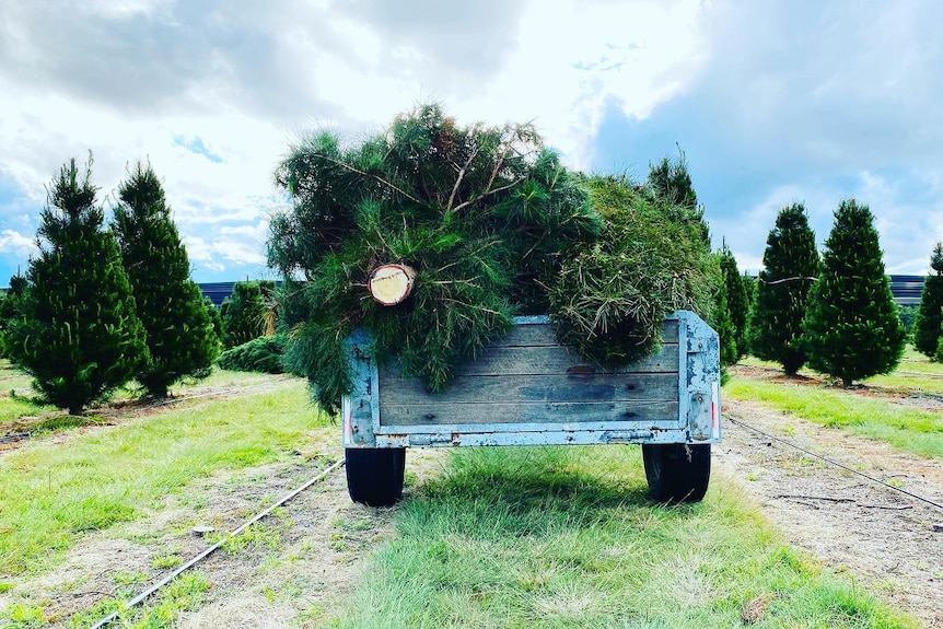 Pine trees on a car trailer, in the middle of a field of pine trees. 