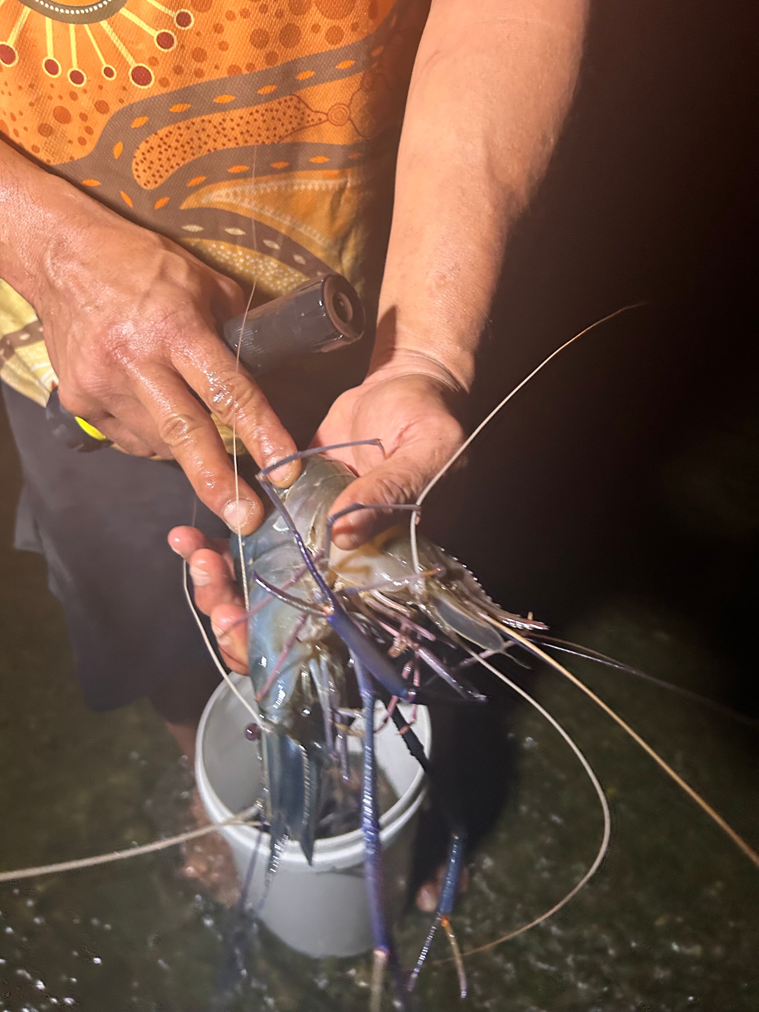 A man holds a large brightly coloured prawn over a bucket half filled with similar sized prawns