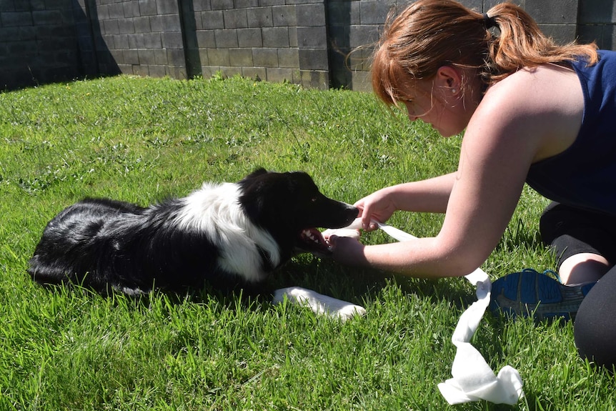 A red-haired woman winds a bandage around a border collie's foreleg They are lying facing each other on a lawn.