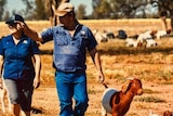 A man and a woman walk in a paddock filled with goats