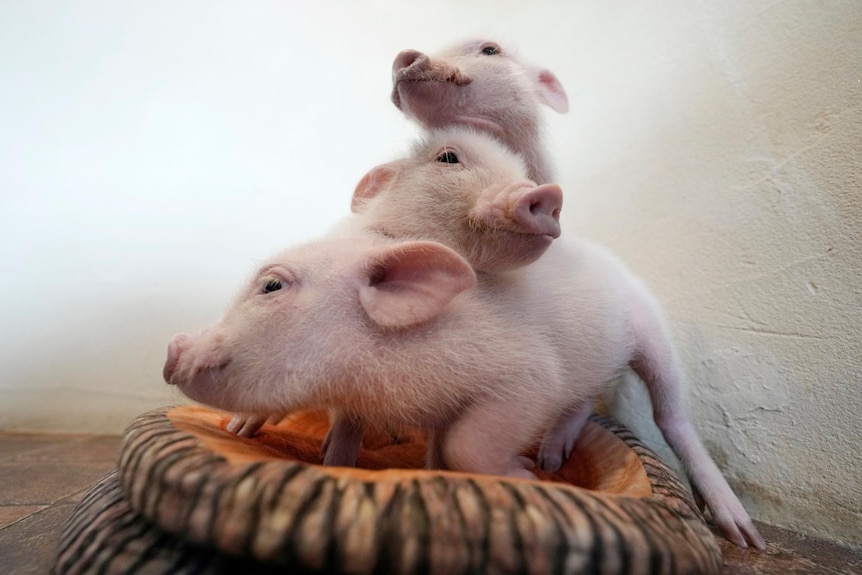 Three pigs sit on top of one another in a small pet bed.