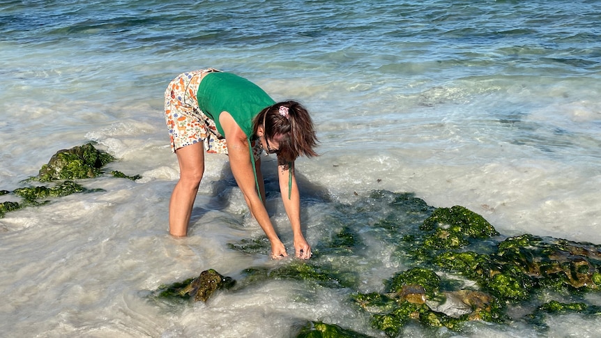 A woman in ankle-deep water bending down to collect some seaweed.