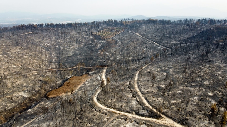 After flames tore through the once beautiful island of Evia, a trail of ecological ruin has been left in its wake