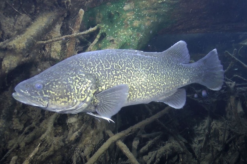 eastern freshwater cod in natural habitat