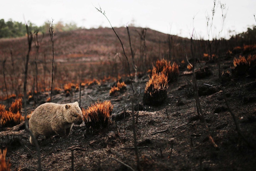 A wombat walks through the scorched earth in the aftermath of a bushfire.