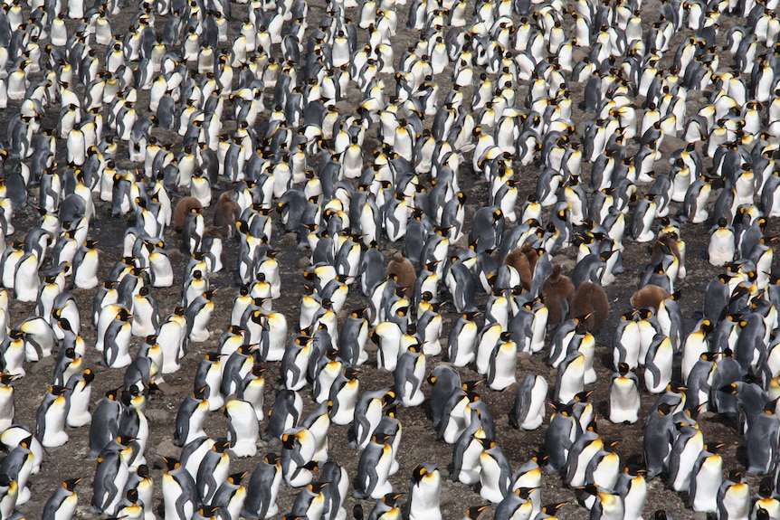 Hundreds of black white penguins with bursts of yellow feathers on rocky ground