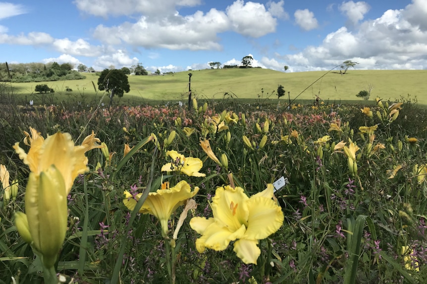 All the flowers in the foreground with rolling pasture in the background.