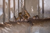 Mice gathering in a grain shed.