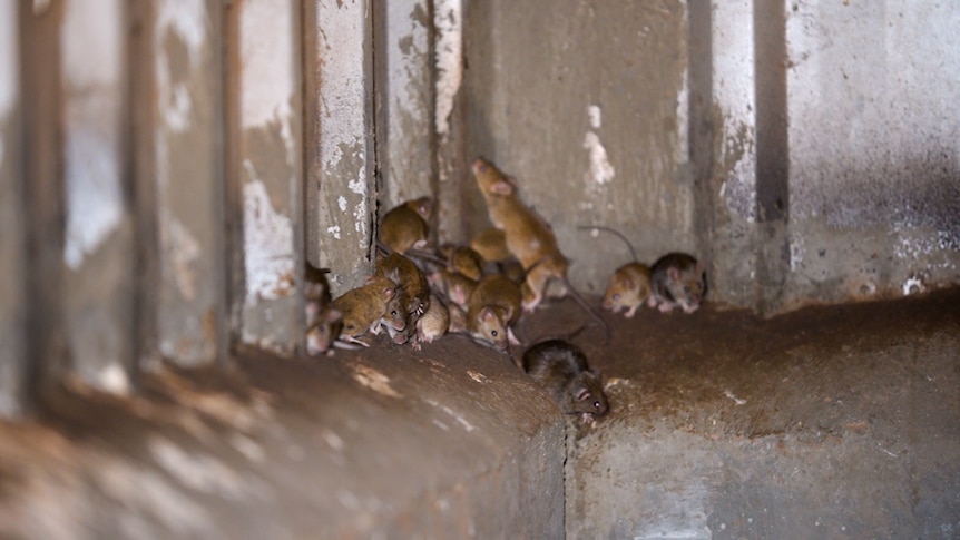 Mice gathering in a grain shed.