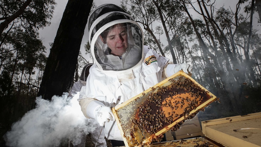 Jodie Goldsworthy, in full beekeeping suit, removes honey from a hive full of bees