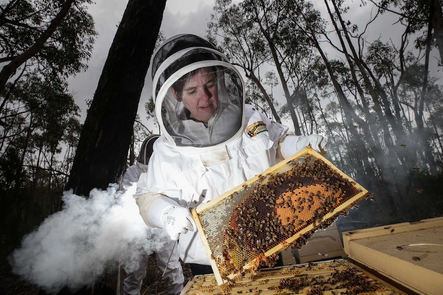 Jodie Goldsworthy, in full beekeeping suit, removes honey from a hive full of bees