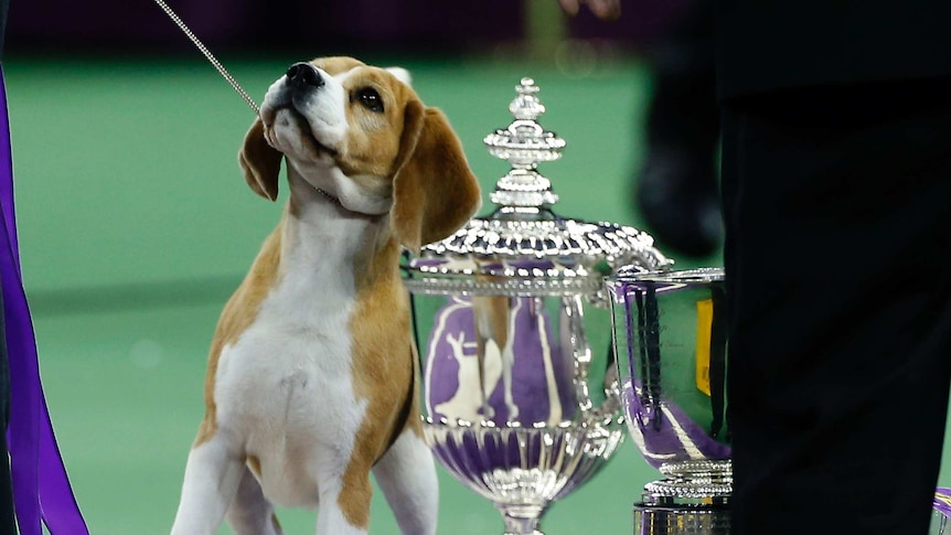 Beagle Miss P wins 'Best in Show' at Westminster Dog Show, 2015