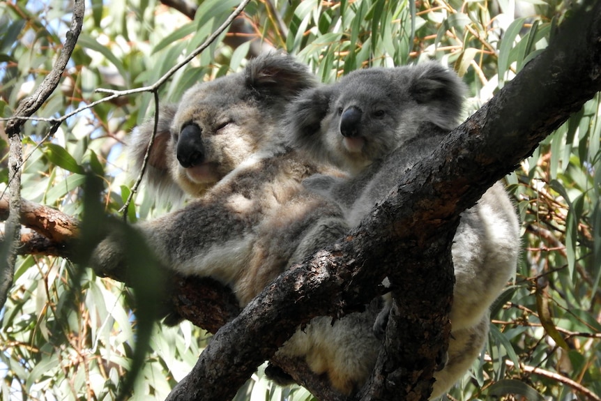 A mother and baby koala sit in a gum tree.