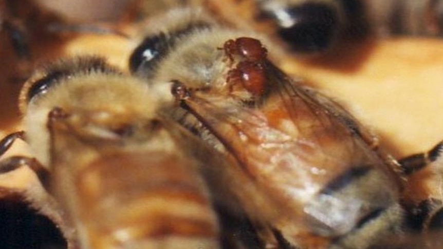Two braula flies attached to the head of a bee.