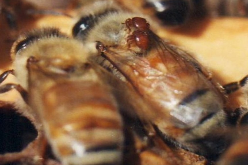 Two braula flies attached to the head of a bee.