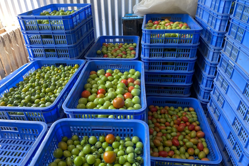 Green and unripe tomatoes in blue crates.