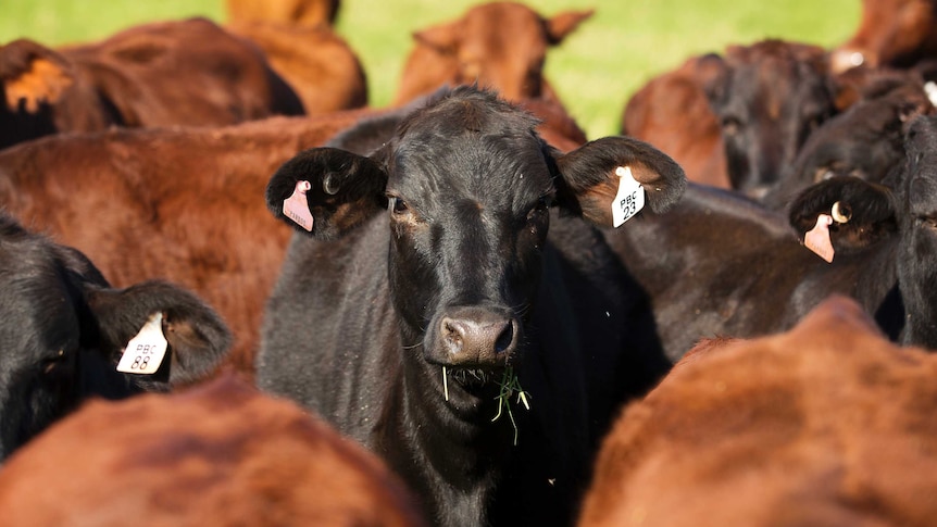 a herd of cattle stands in a paddock