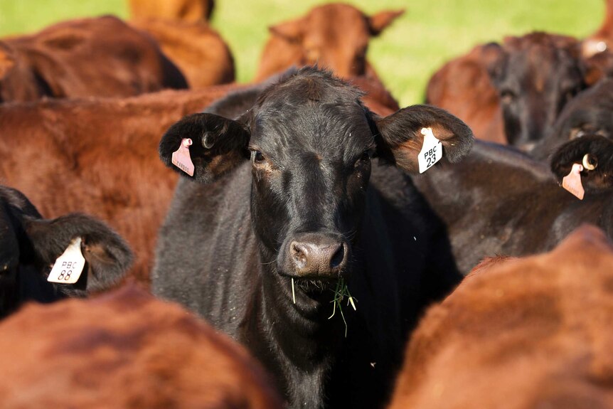 A black cow looks ahead surrounded by red cattle.