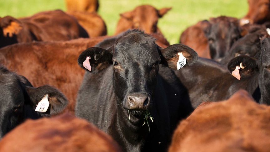 Wagyu beef cattle at Pardoo