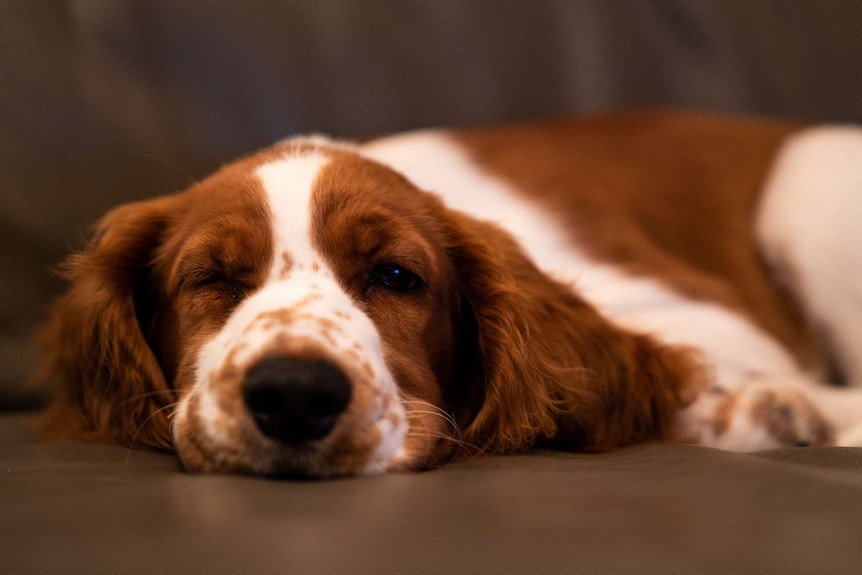 A Welsh Springer Spaniel curls up on the couch.