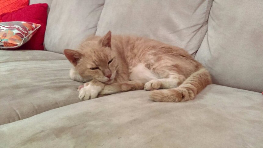 A ginger coloured cat sleeps on a couch