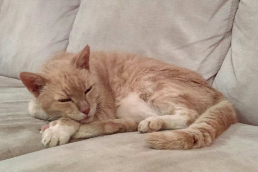 A ginger coloured cat sleeps on a couch