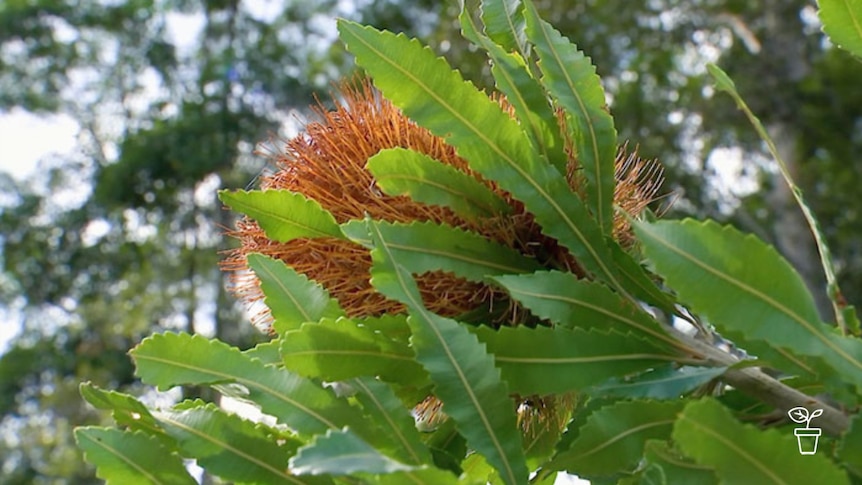 Close up image of growing Australian native banksia plant