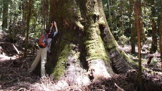 A photographer leans against a huge tree in the middle of the bush.