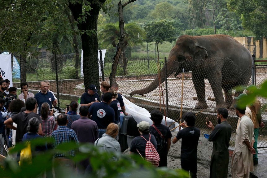 Dozens of vets stand in front of a fence, an elephant is behind the fence to the right