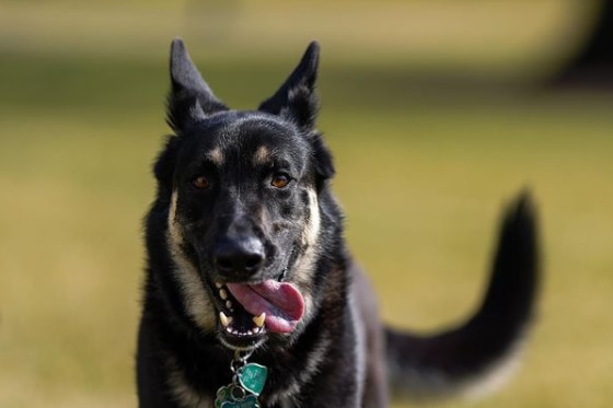 A German shepherd dog running on a lawn.