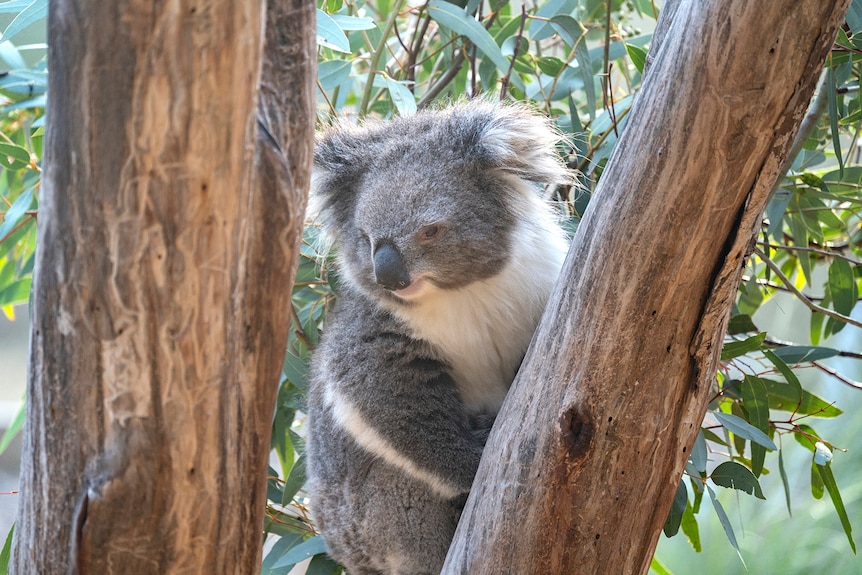 A koala in a tree