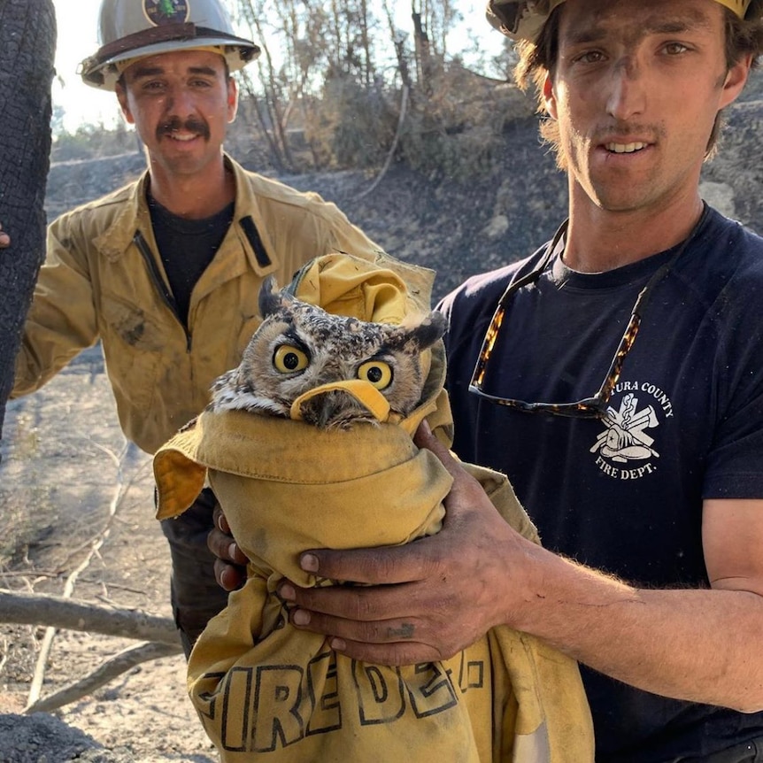 Two men in firefighter uniform hold up a disgruntled-looking owl, wrapped in a yellow jacket.