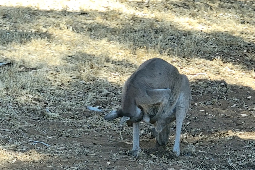 A male kangaroo licks its testicles.