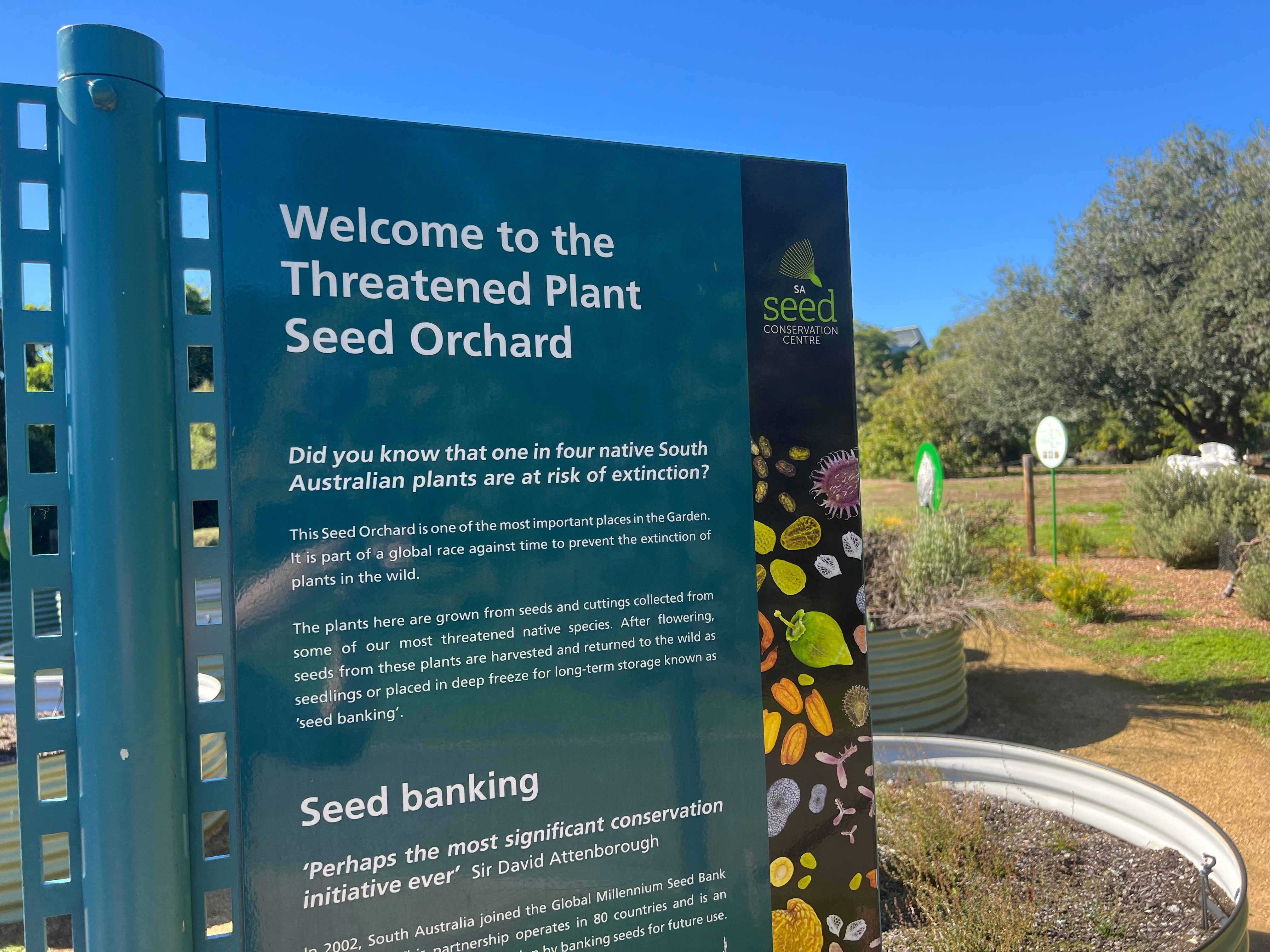 A sign with information about the plants in the seed orchard at the botanic gardens
