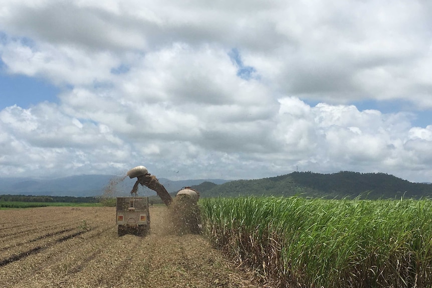 a cane harvester in a paddock