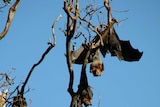 Black headed flying fox with grey headed bats