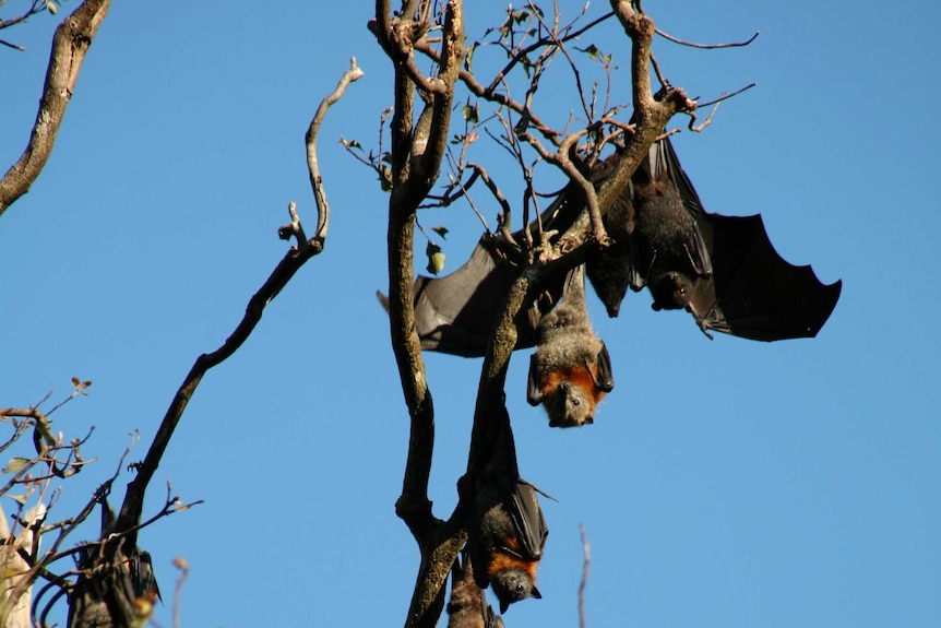 A black headed flying fox amongst a colony of grey headed flying foxes.