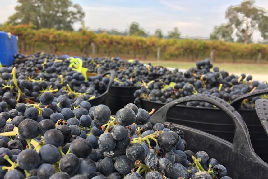 Buckets full of red wine grapes