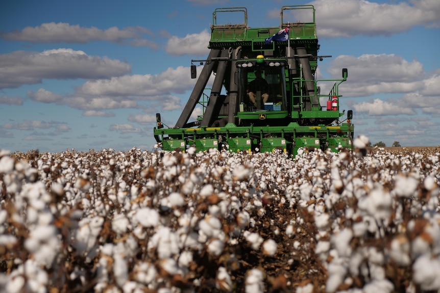 A cotton harvester is harvesting a cotton crop in Southern Queensland.