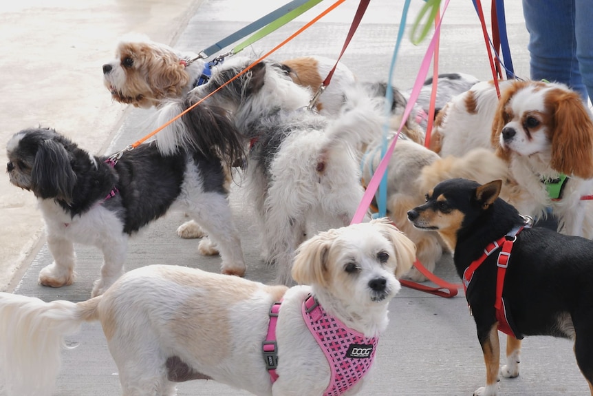 A cluster of nine small dogs with their colourful leads reaching up to person holding them all