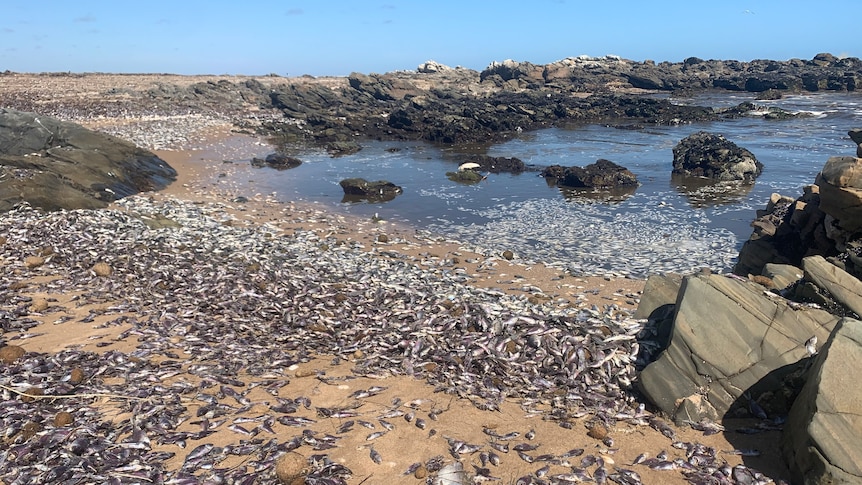 Thousands of dead carp from Goolwa to Victor Harbor - ABC listen