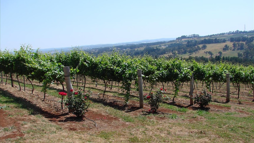 Rows of grapevines