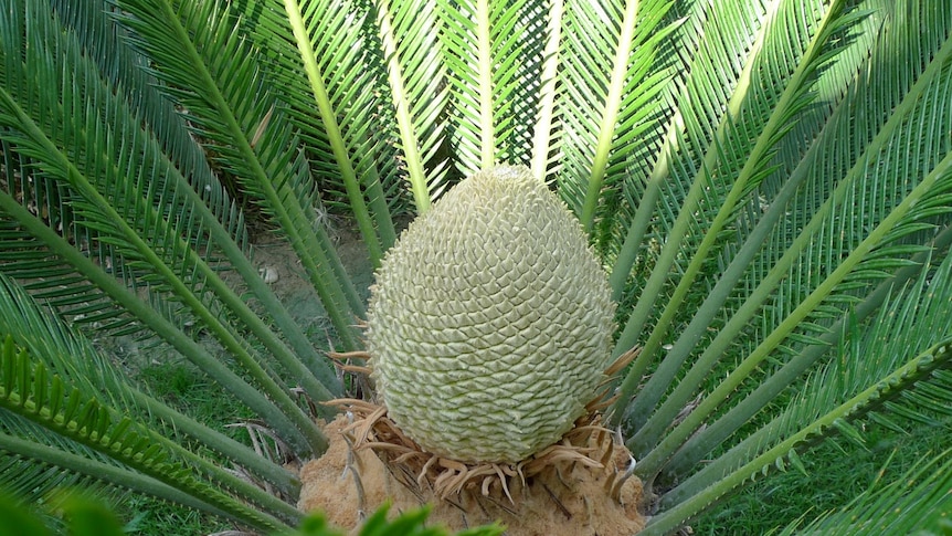 Cycads were previously thought to be up to 260 million years old.