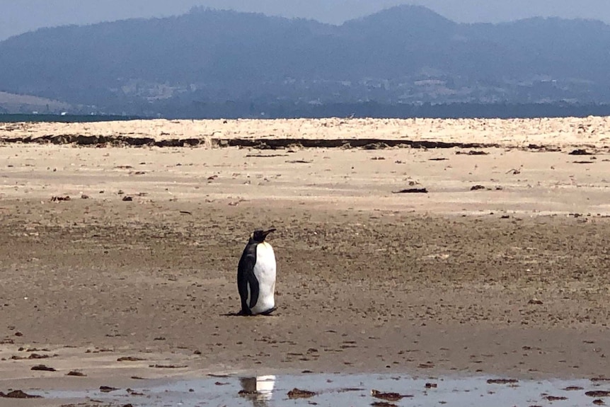 A large black and white bird on a beach